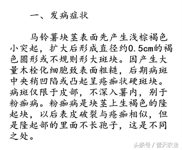 马铃薯疮痂病发生症状,马铃薯疮痂病的发病症状