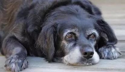 什么决定了狗狗的寿命长短,狗狗的寿命通常都在多少年