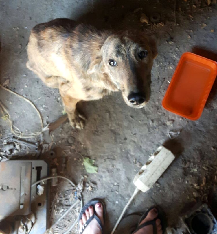 流浪狗长期遭人虐待,流浪狗惨遭虐待救助