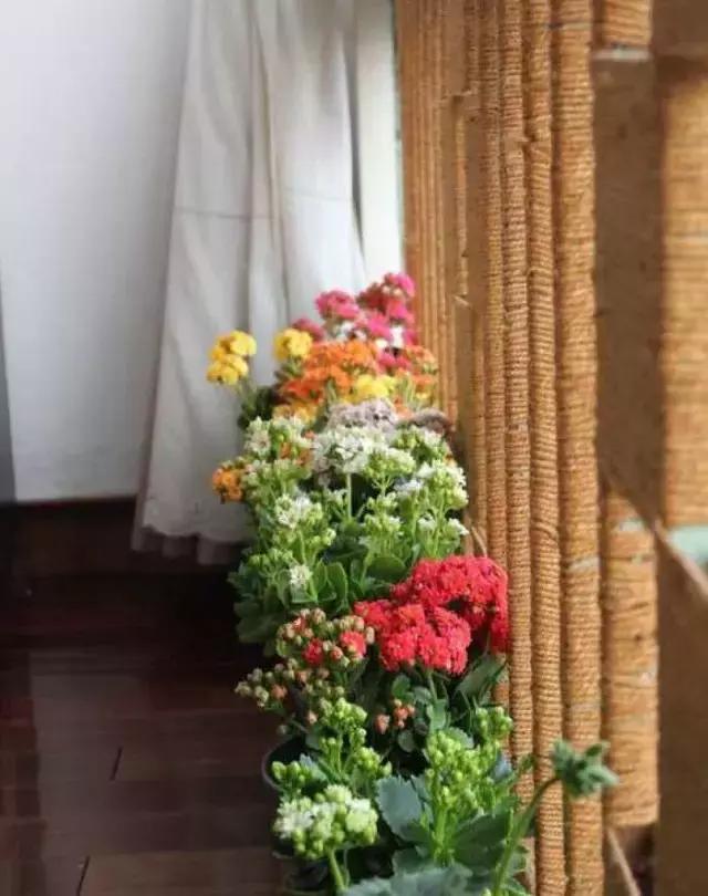 花卉摆放位置有讲究,风水上可以招财的花卉植物