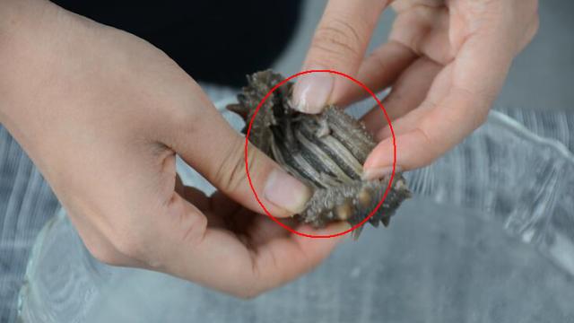 海参真实的营养价值,专家揭秘海参的真实营养价值