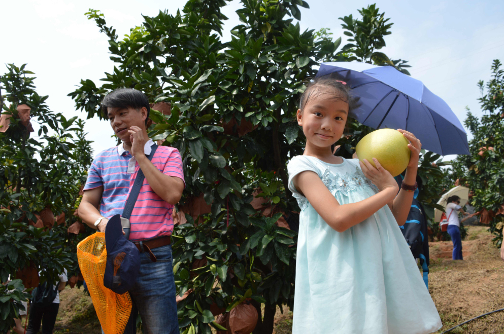 福建平和蜜柚熟啦,五寨乡蜜柚