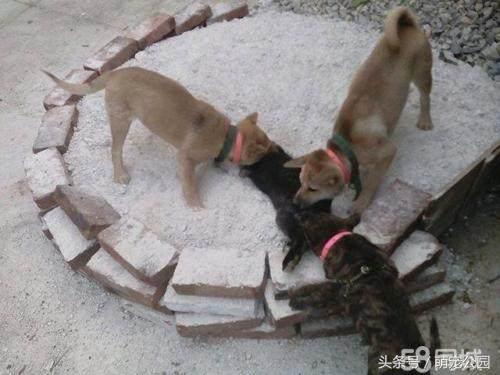 中华田园犬是秋田犬的祖先,中华田园犬日本犬历史