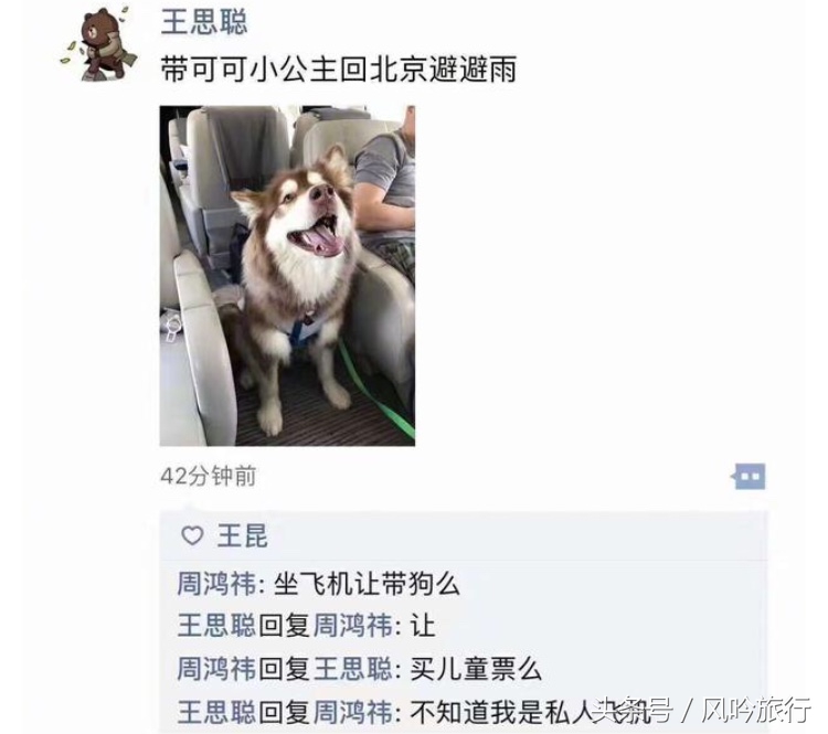 怎样才能买到国外的狗,在泰国怎么买狗