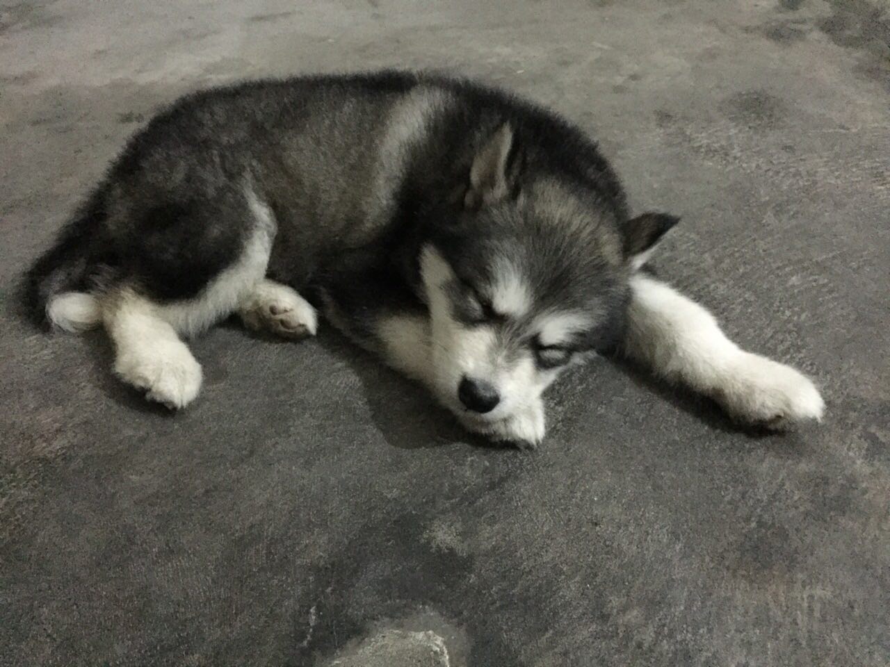 预防狗狗细小的药,狗狗疾病常识有哪些