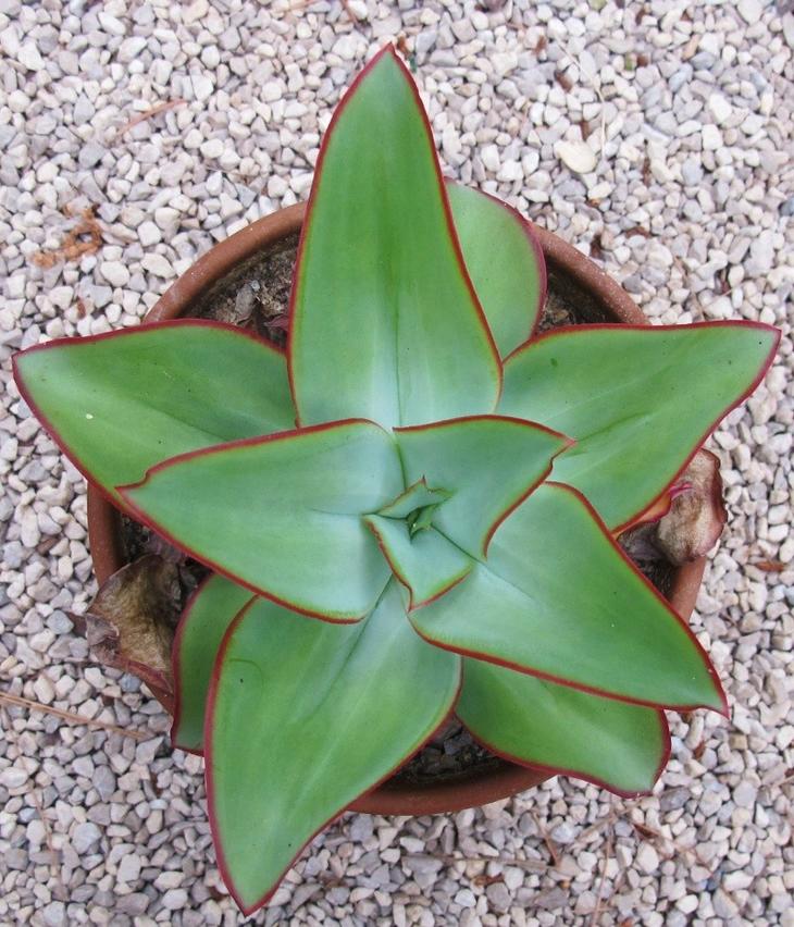 肉肉叶片为什么会变黄,肉肉叶子上白色结晶