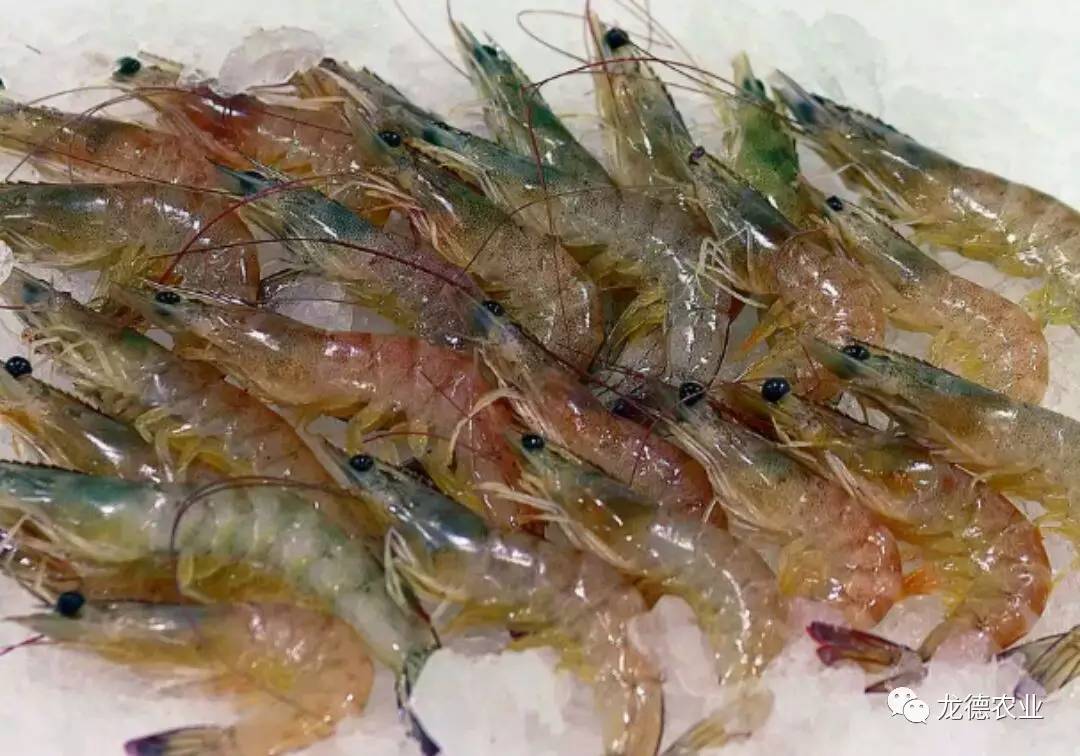 龙鱼吃了特别大的食物,龙鱼吃的鱼食