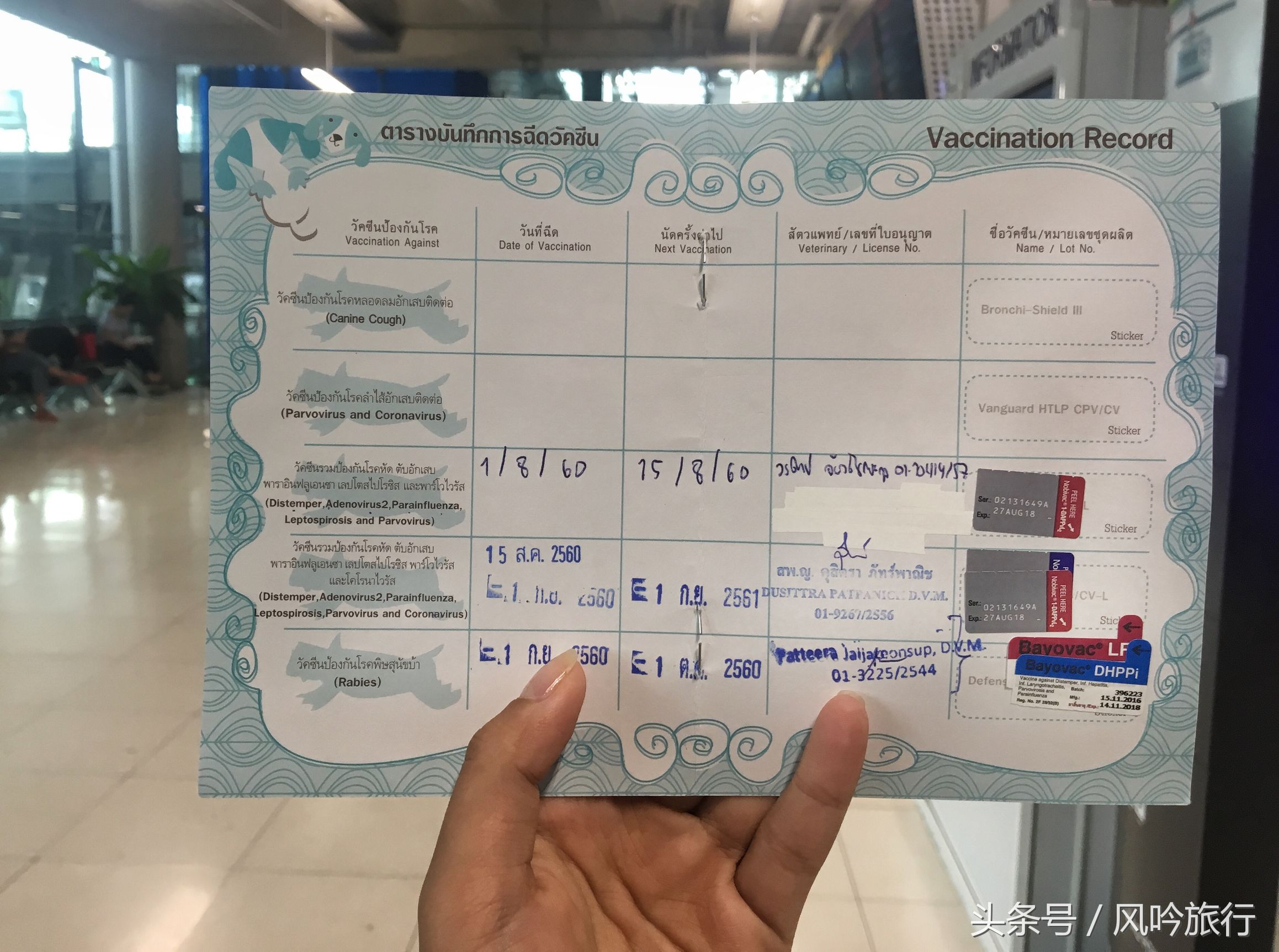 怎样才能买到国外的狗,在泰国怎么买狗