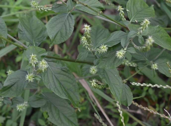 春牛膝的高产栽培技术,牛膝一亩地栽培多少棵