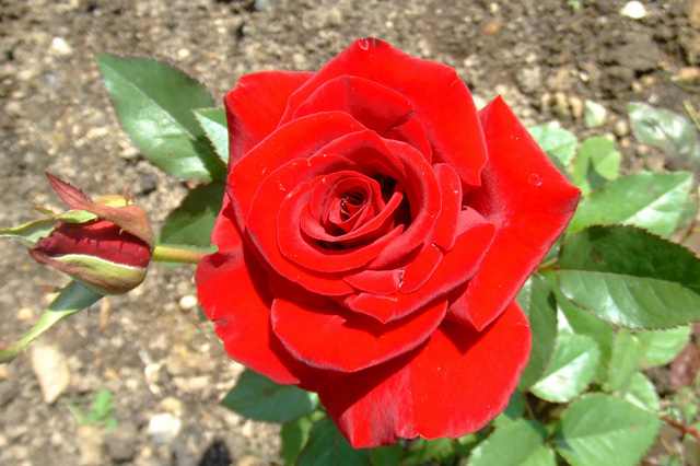 买花时注意2点预防被骗,去花市买花需要注意什么