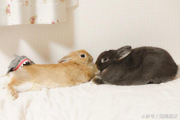 宠物兔喂草还用喝水吗,宠物兔喝水视频