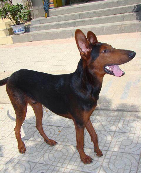 有比狼青厉害的狗吗,除了狼青还有什么狗是这种毛色