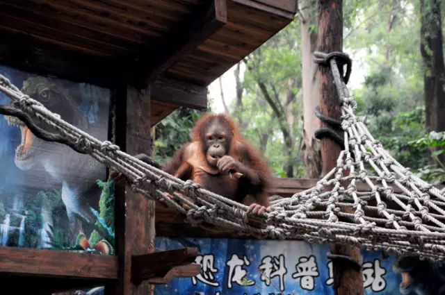 广州长隆野生动物园吃东西攻略,广州长隆野生动物园吃喝攻略