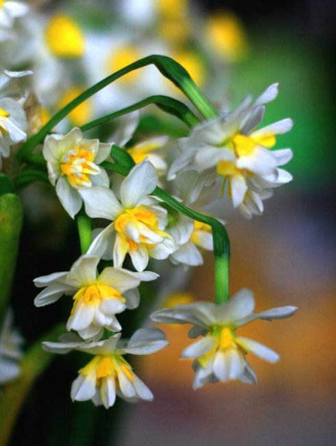 漳州的这朵“仙花”,占领全国98%的市场,经常在春晚“出镜”