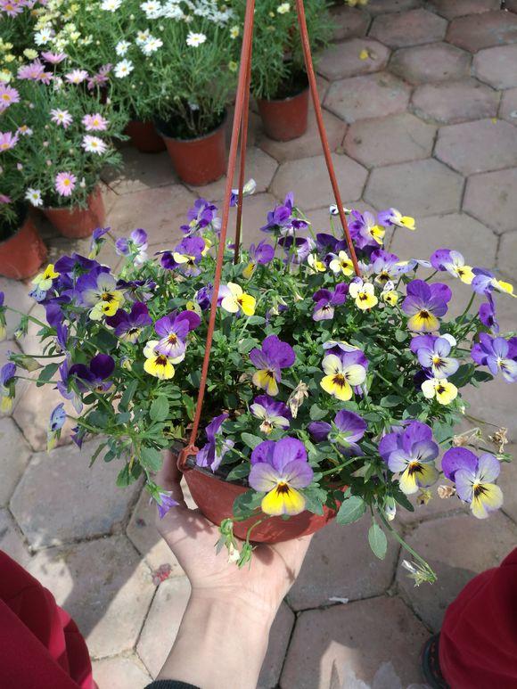 养花就养这款高颜值花,颜控花友养花就养这款