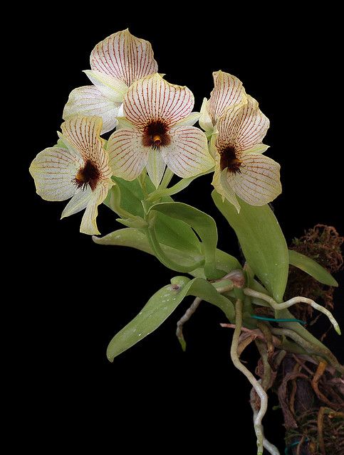 兰花寓意坚强象征着高洁傲骨之风,兰花代表怎样的高洁品质