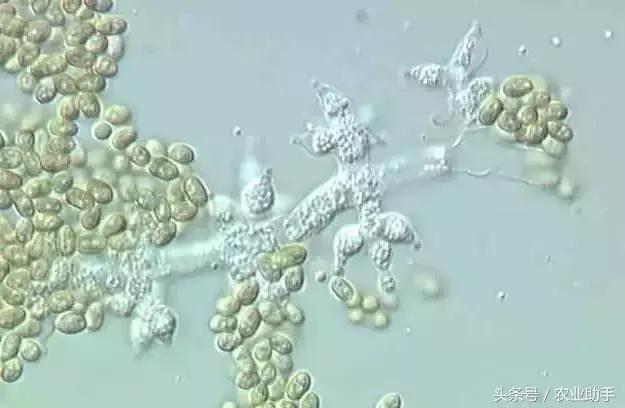 木霉菌是什么霉,哪种木霉菌最好