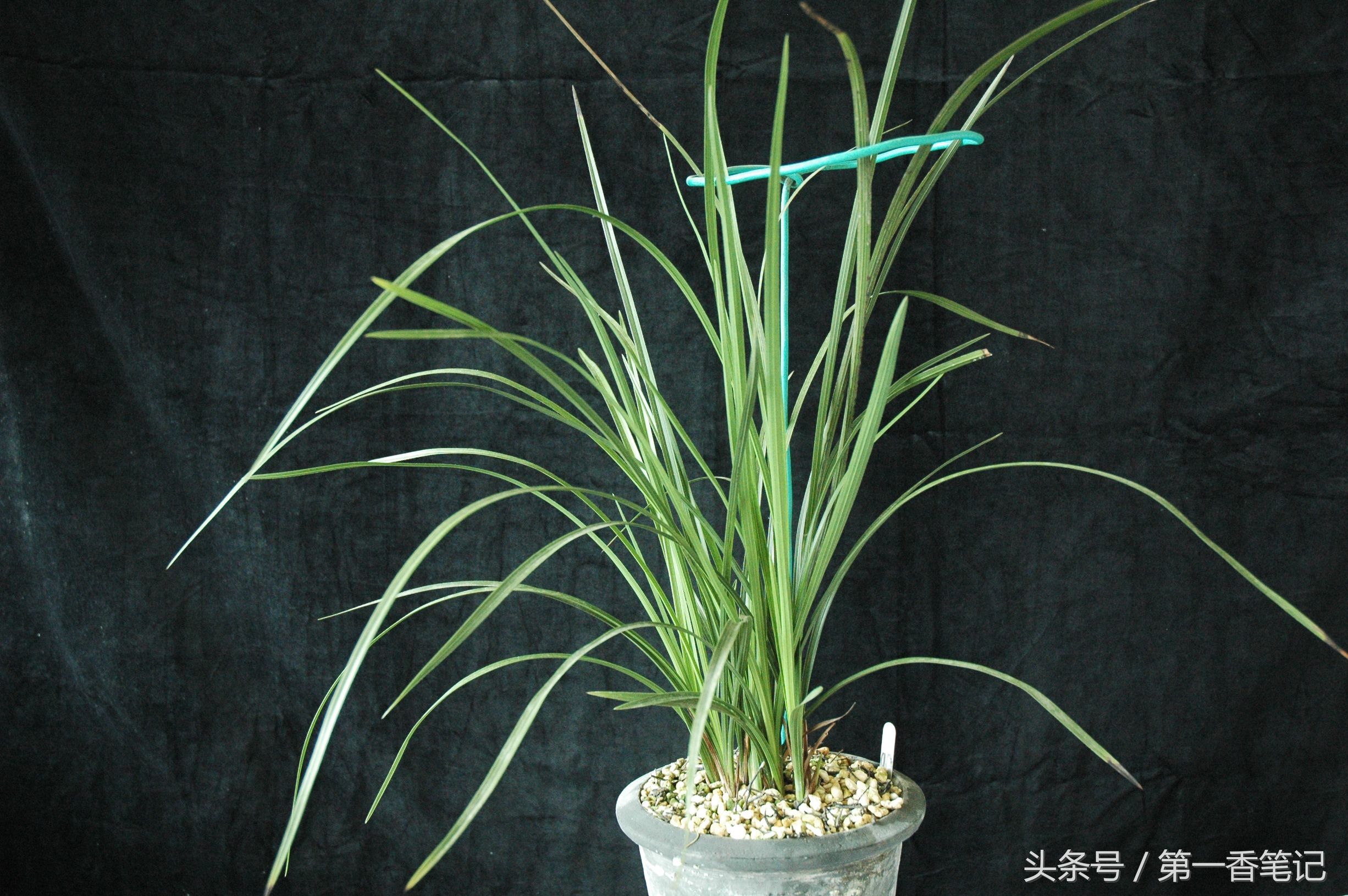 植金石与赤玉土养兰哪个好,珍珠岩和植金石哪个适合养兰