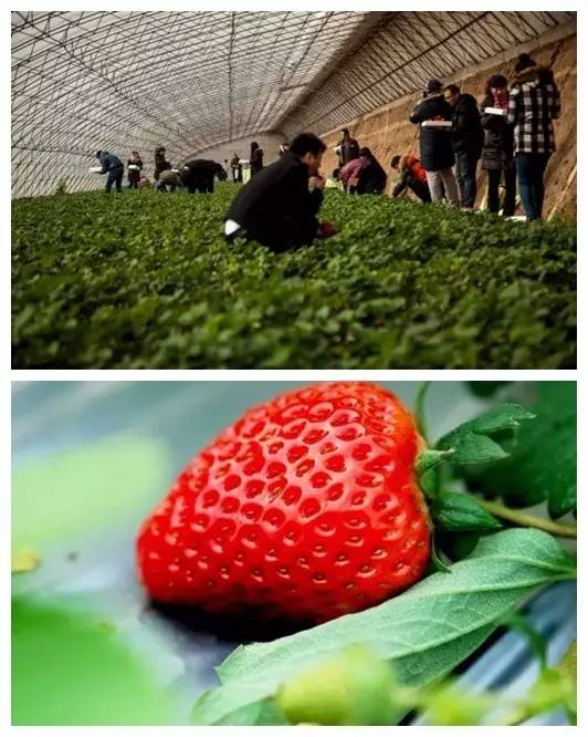 踏青采草莓的方法,春游草莓园