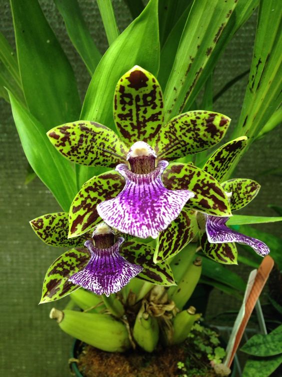 兰花寓意坚强象征着高洁傲骨之风,兰花代表怎样的高洁品质