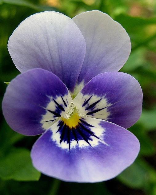 三色堇的养殖方法和注意事项,三色堇花大全