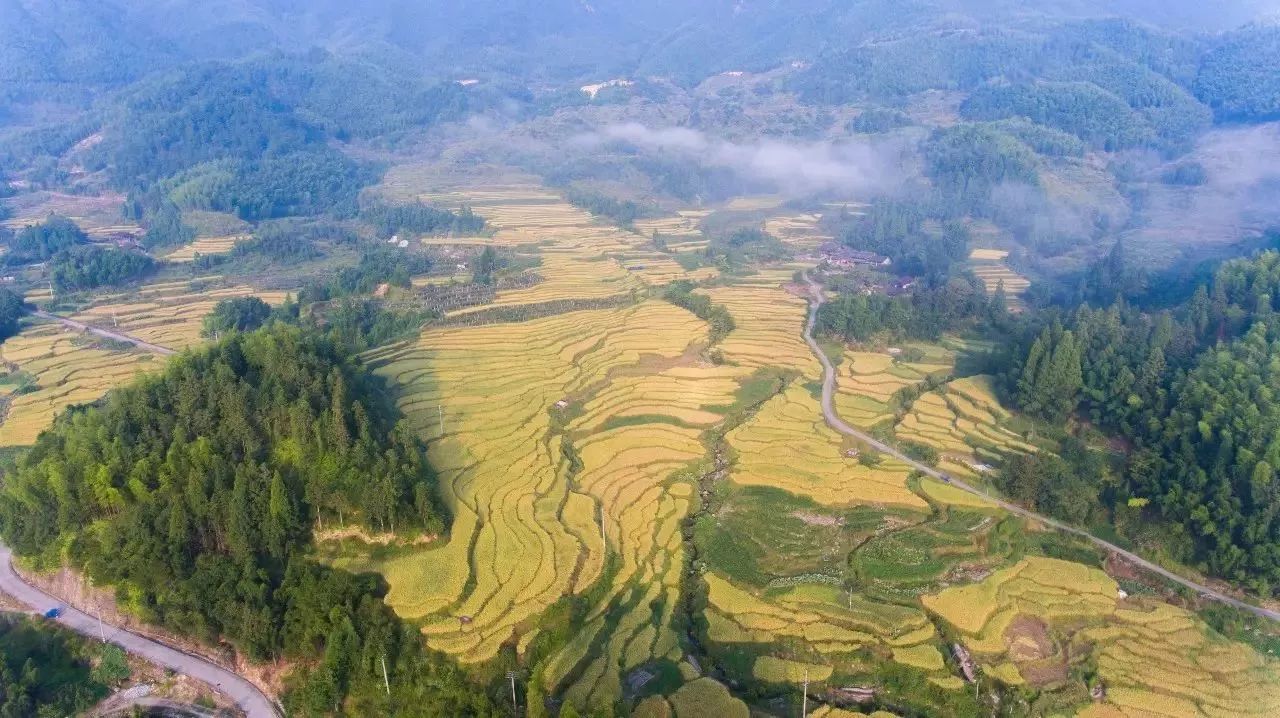 风吹稻浪黄金灿原创,风吹稻田金灿灿原文