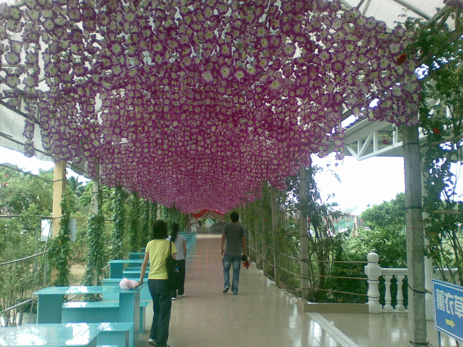 广州南沙百万葵园好不好玩,广州南沙百万葵园门票多少钱