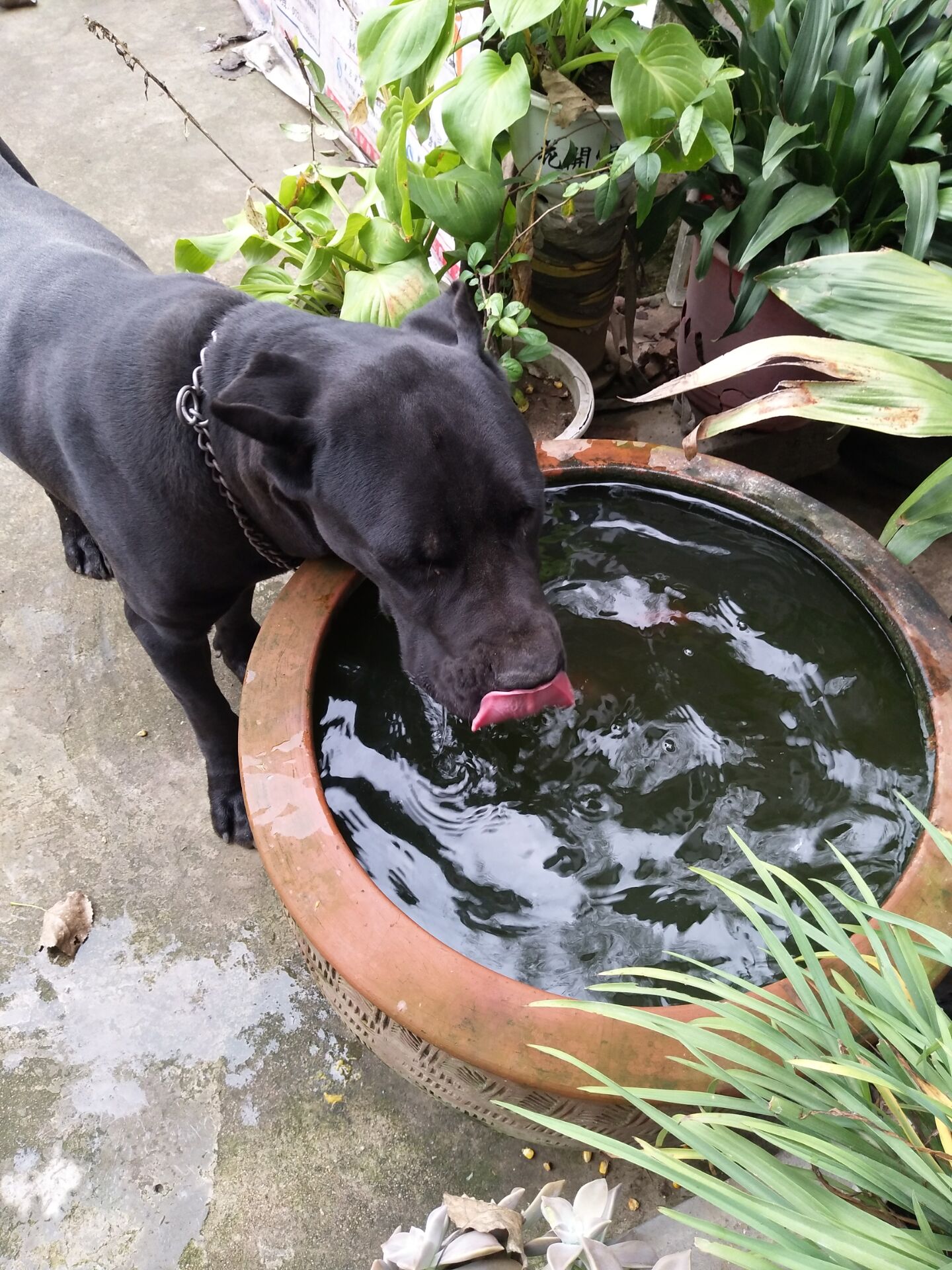 卡斯罗犬2000三条真便宜,3000多的卡斯罗