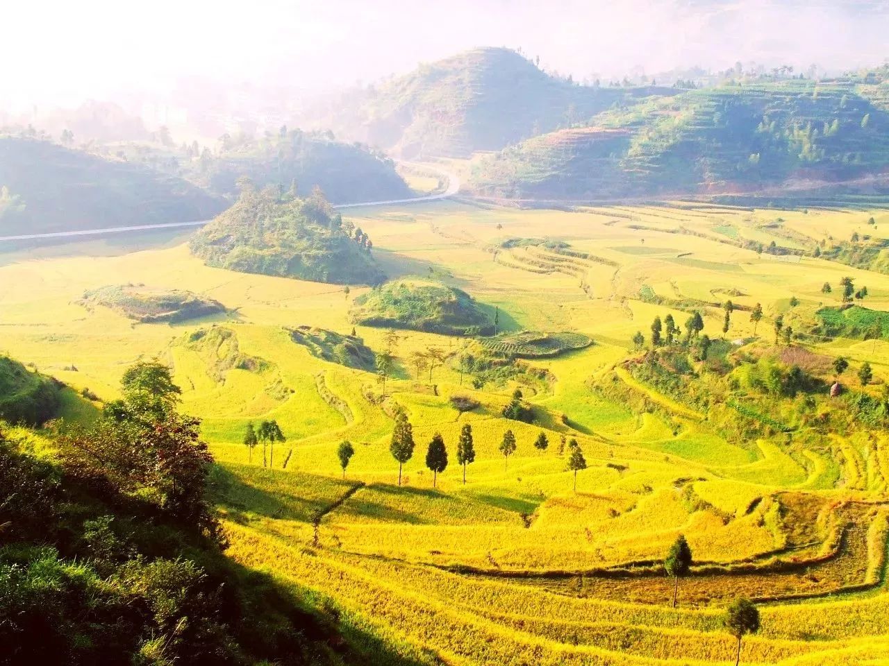 风吹稻浪黄金灿原创,风吹稻田金灿灿原文