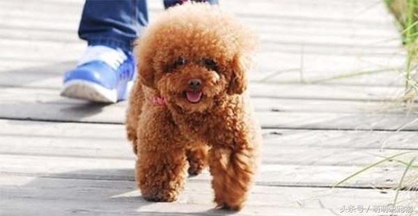 宠物狗泰迪流浪,宠物狗泰迪能吃剩饭吗