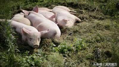 猪身上的东西有多珍贵,猪身上一处肉很好吃