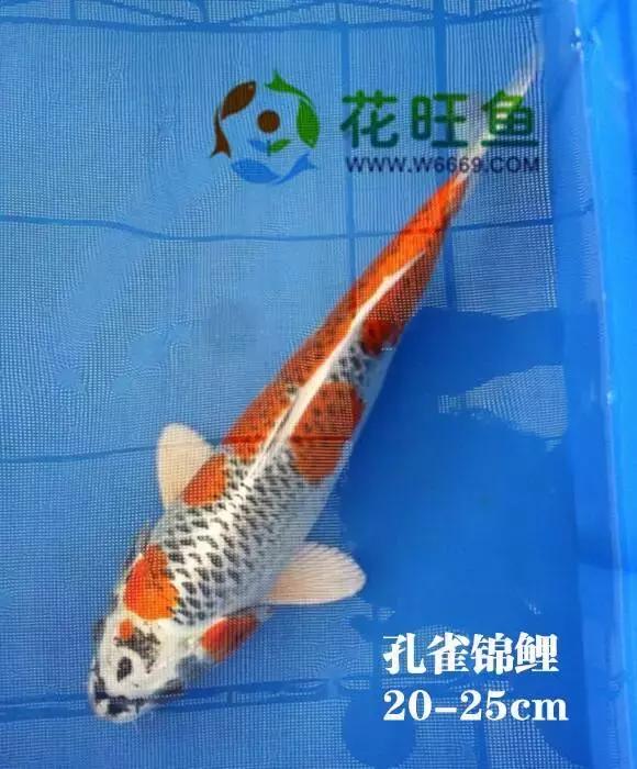 锦鲤鱼表皮溃烂怎么治疗,锦鲤鱼嘴红肿眼凸起是什么