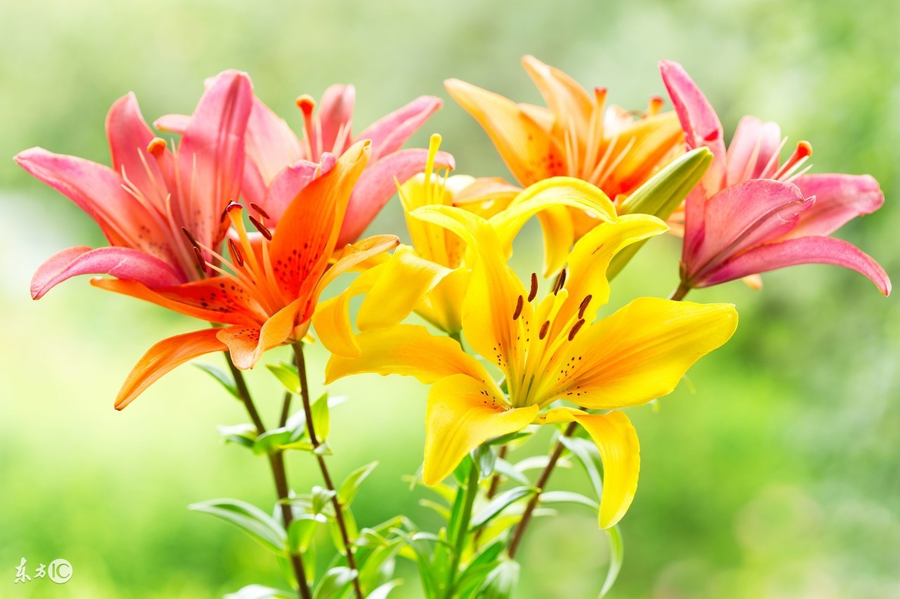 牙痛误食曼陀罗送医院急救洗胃水仙含羞草这些花是“毒美人”