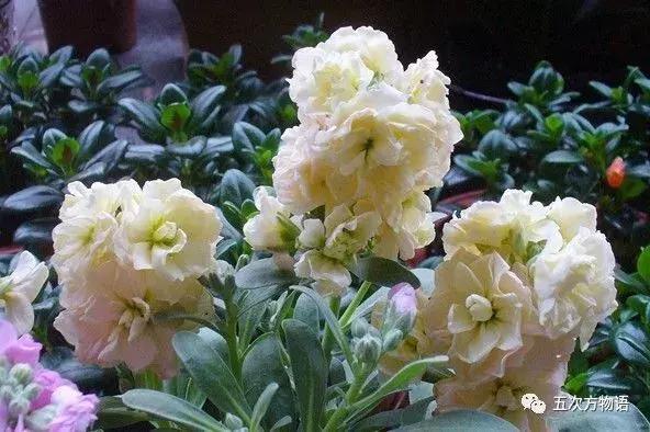 正宗的紫罗兰什么样,如何客观看待紫罗兰