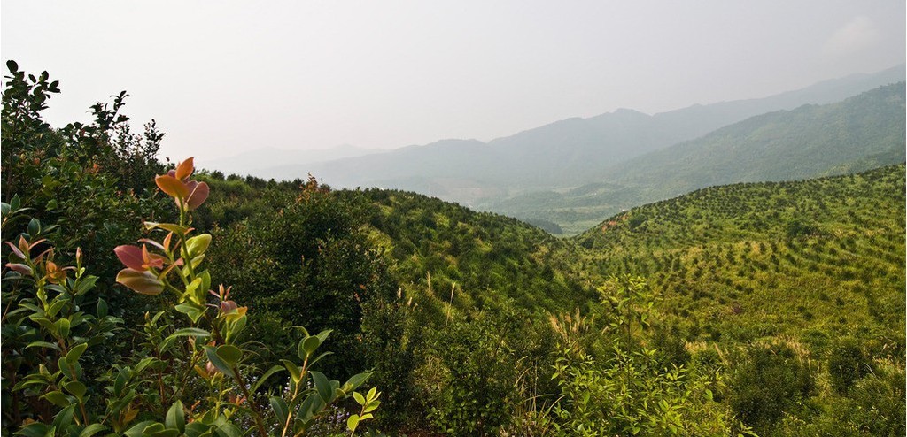 秒杀橄榄油的古代皇帝*用御**油获“油王”美称如今无人问津