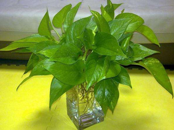 水培绿萝叶子发黄怎么办,水培绿萝烂根怎么办有什么好方法