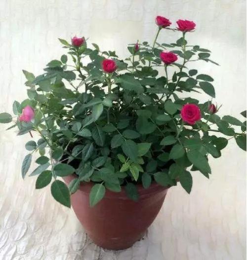 盆栽玫瑰花叶子发黄怎么办,盆栽玫瑰花叶子蔫了怎么办