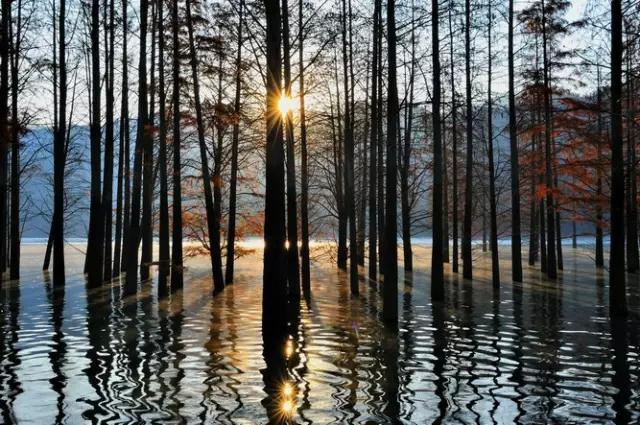 仙居美食餐厅推荐日料,仙居美食推荐