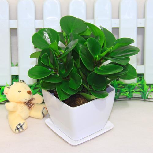 豆瓣绿叶子发黄怎么解决,豆瓣绿植浇水的正确方法