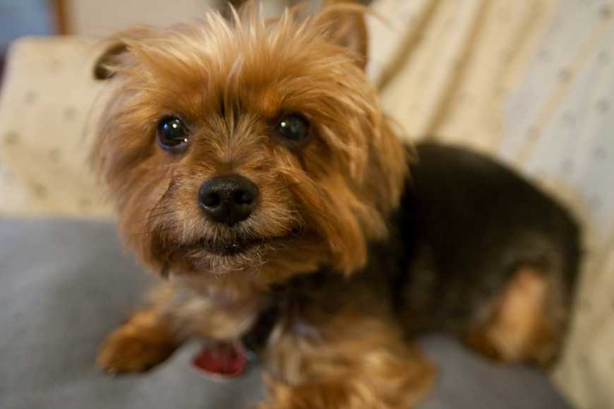 狗狗呼吸急促鼻子发出怪声,为什么狗狗喘气会有异声