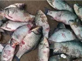 拉网垂钓鱼体受伤用什么药,拉网鱼体受伤