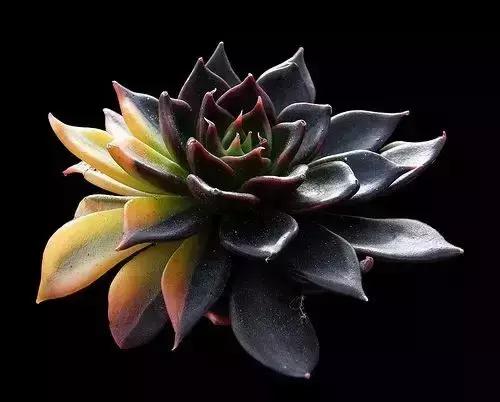 没时间出去玩养多肉,外出旅游多肉怎么办