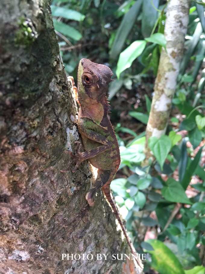 北纬十八度之三亚,北纬18度的旅行三亚游记