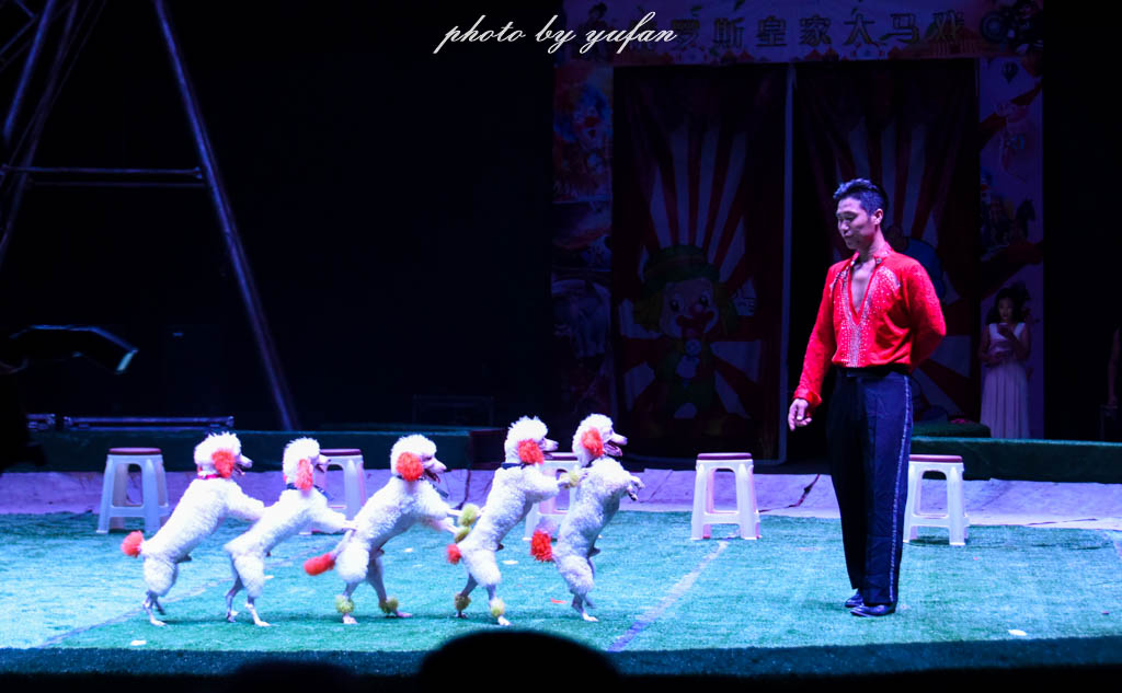 皇家大马戏巴伐利亚,广东哪里有大马戏