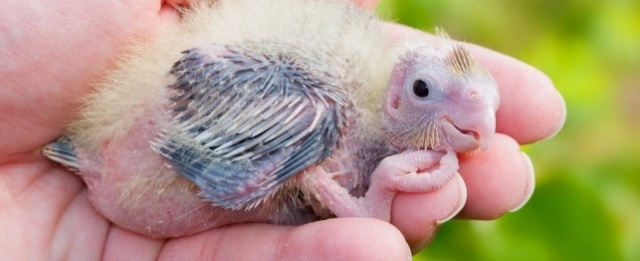 捡到小鸟怎么办喂养犯法吗,捡到的小鸟有什么危险