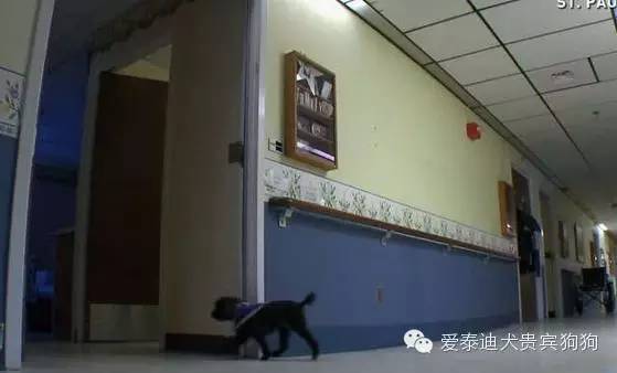 会坐电梯的狗狗,会坐电梯的泰迪