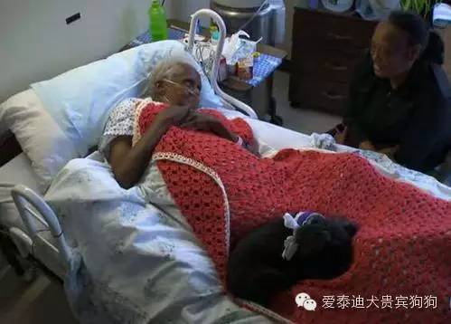 会坐电梯的狗狗,会坐电梯的泰迪