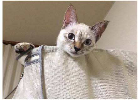 男子路过公园被流浪猫一见钟情，万万没想到，散步都能捡个主子