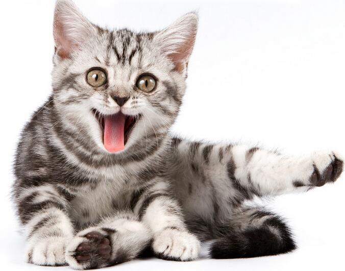 龙猫产后缺钙,龙猫缺耳朵是怎么回事