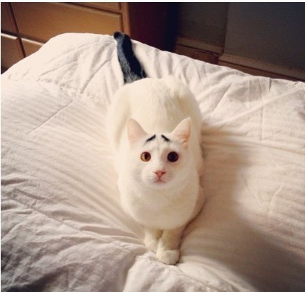 一只长眉毛的猫咪,一只八字眉的猫